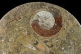 Fossil Orthoceras & Goniatite Round Plate - Stoneware #140077-1
